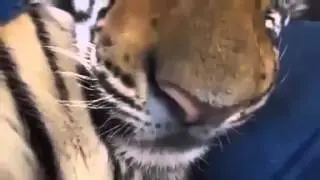 Прикол... Маленький кот хочет что бы его погладили,как домашний кот