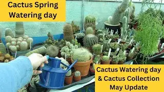 My Cactus Collection May Update & Cactus Spring Watering  