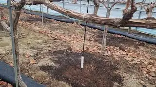 Yangi zamonaviy issiqxonamizga ko‘rpa qilib berdik. Green house