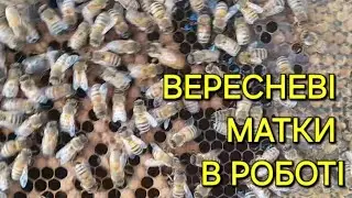 Вересневі матки в роботі