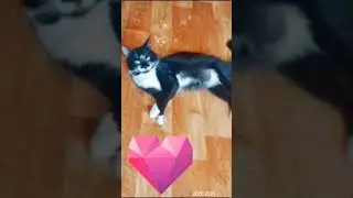 #смех #cat #юмор #кот #кошки