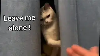 Cats Speaking English Part 1