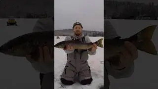 Early Morning Salmon #icefishing #salmon #troutfishing #skidoo #thinice #earlymorning #maine #winter