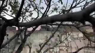 Ürgüp'te erik ağaçları ekim ayında çiçek açtı