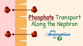 Phosphate Transport Along the Nephron | Phosphate Reabsorption | Renal Physiology Animation