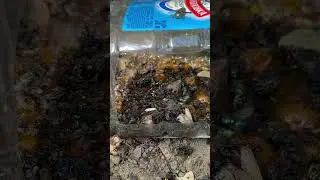 Осы на винограде ? Конфидор -радикальное средство.
