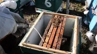 Зимовка в ульях из ППС 2019: осыпается семья