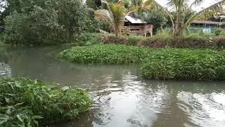 pakain tayo NG tilapia sa fishpond #tilapia
