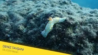 Daha Önce Deniz Tavşanı Gördün Mü?