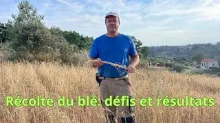 récolte du blé, les défis et les résultats