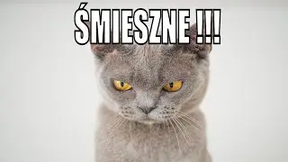 ŚMIESZNE ZWIERZĘTA | ŚMIESZNE FILMIKI 2020 ❗❗❗  🙉😹🐶