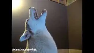 Siberian Husky Howling Compilation