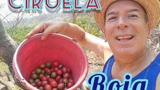 Corte de ciruelas rojas