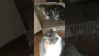 Хрупкий кот распаковка озон 🙀 