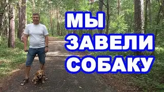 Мы завели собаку