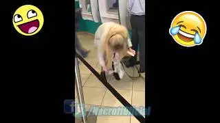 Se le cae la bombacha en público | Nuevo video viral de Whatsaap 😂