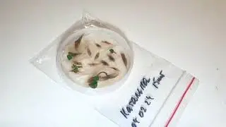 Катальпа из семян