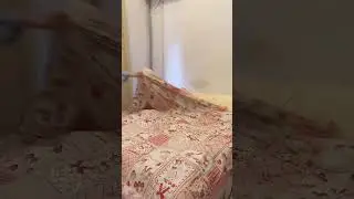 cute cats biili #shorts #tiktok #biili #cat #catlover #BIILI