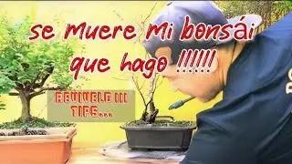 se muere mi bonsái que hago revivirlo #bonsai #bonsaicolombia #bonsaimedellin #bonsaibogota #art