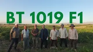 Паркент туманида 65 сотих  BT 1019 F1 кизил памидори.