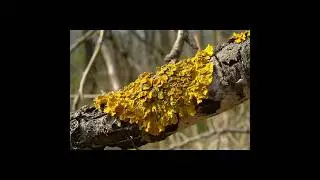 Стенная золотянка (ксантория постенная)