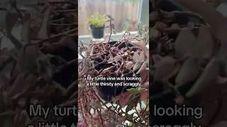 A little TLC for my Turtle Vine #plants #plantcare #indoorplants #tradescantia #turtlevine