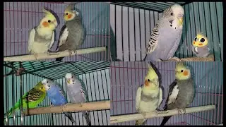 | Bird Vlog | Bird room tour | Random Vlog |