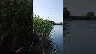 рыбалка на фидер #рыбалка