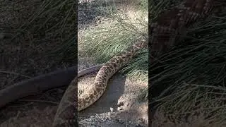 Red Diamondback Rattle Snake