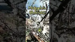 Bahar
