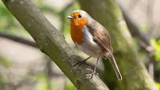 Canon R7 with RF 100-400mm Sample Bird Photography & Video