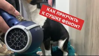 Бультерьер против ⚡️фена 🌪️