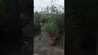 Plants setup at Rooftop🌳#shorts #plants #gardening
