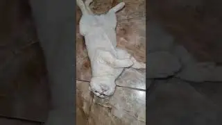 А мне всё пофиг.... #shorts