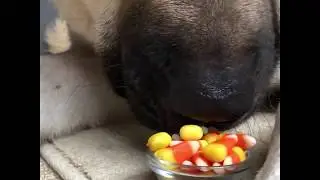 Picky Giant Anatolian Shepherd - Dog Food Reviews - Will Mo Eat it? Candy Corn Challenge