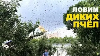 Ловим рой на пасеке в мае 2017
