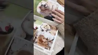 #ASMR 點點印 直式精裝寫真本開箱！
