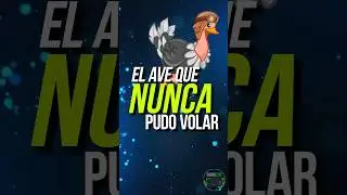 El AVE QUE NO PUEDE VOLAR: EL AVESTRUZ 🐦. #animales #curiosidades #animalesincreibles #aves #ave