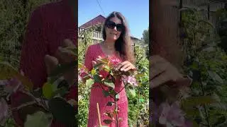 Декоративные яблони в саду