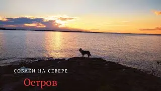 Собаки на севере. Часть 2. Остров