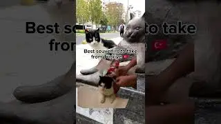 Your best “souvenir” in 🇹🇷 🐈 #istanbul #istanbulturkey #turkey #travel #shortvideos