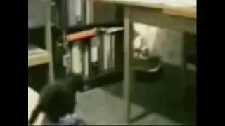 cat vid