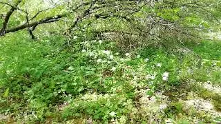 Жизнь вечна (архив 2019)