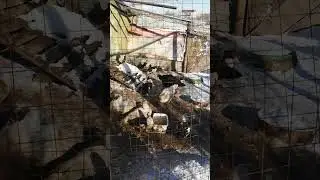 Мускусные утки на выгуле зимой и гуси