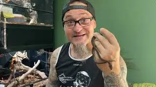 Les bébés pythons diamants (Morelia spilota spilota) ont fait leur première mue 👍 Excellent !!!