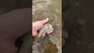 Fishing with worms #fishing #shorts