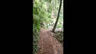 Twin Falls at Springbrook