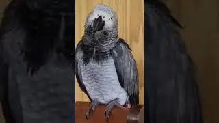 Свободу мокрым попугаям! уряя!..