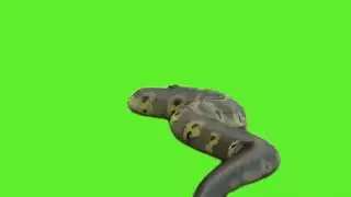 Green Screen video Python  Anaconda Snake 2024