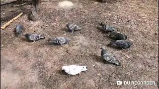 ПОДКОРМИЛА ГОЛУБЕЙ))